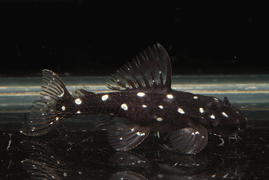 Pleco L-280 (nain maximum 5 cm ) - NageoireBleue