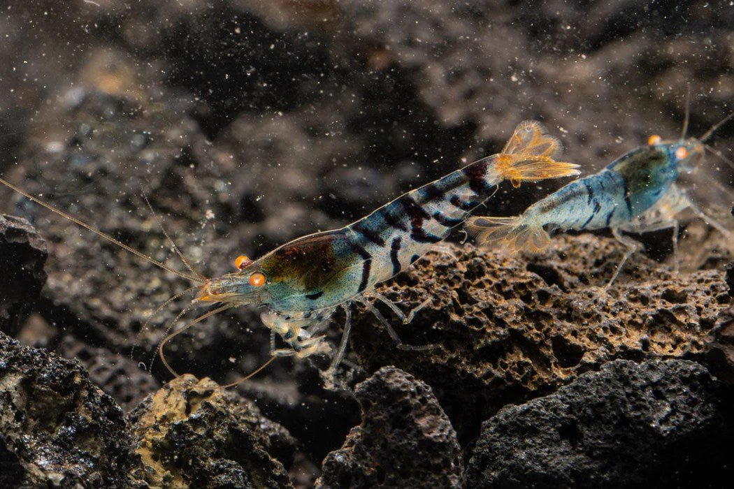 Crevette Orange Eye Blue Tiger - NageoireBleue