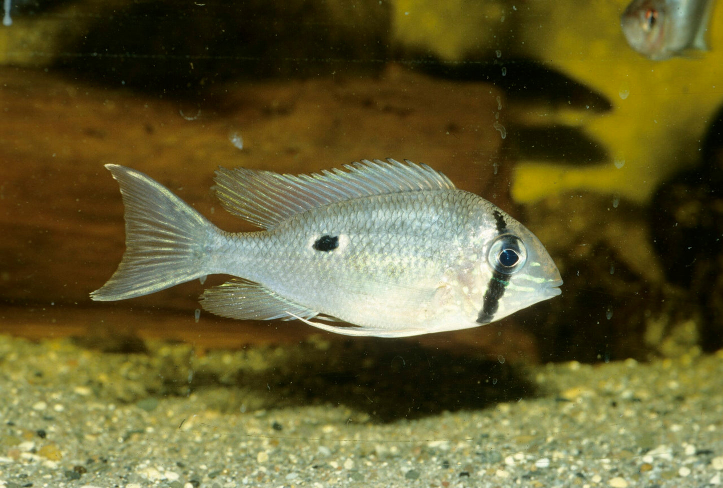 Cichlidé mangeur de terre d'Orénoque 2 pouces (Livraison)