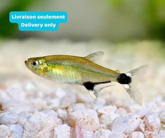 Tétra du Paraguay (Livraison seulement) - NageoireBleue