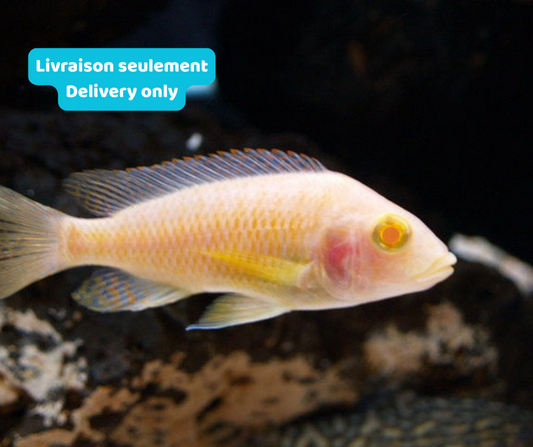 Cichlidé Peacock Albino (Livraison seulement) - NageoireBleue