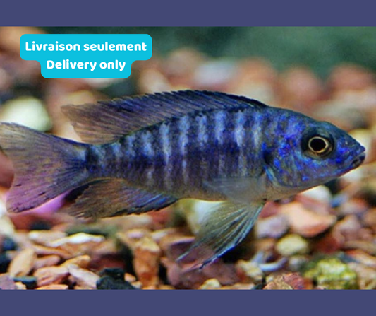 Cichlidé Peacock Bleu (Livraison seulement) - NageoireBleue