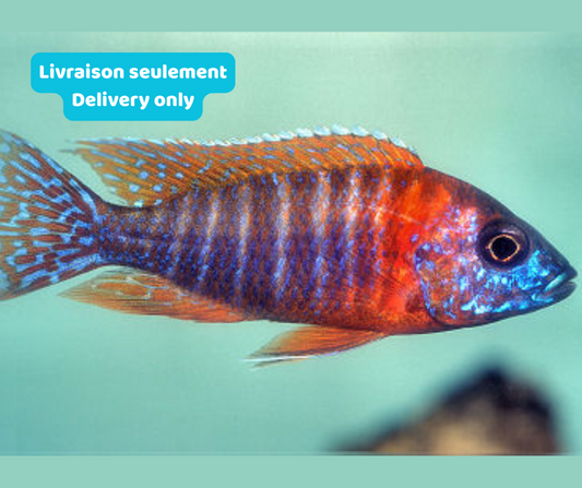 CIchlidé peacock rouge (Livraison seulement) - NageoireBleue