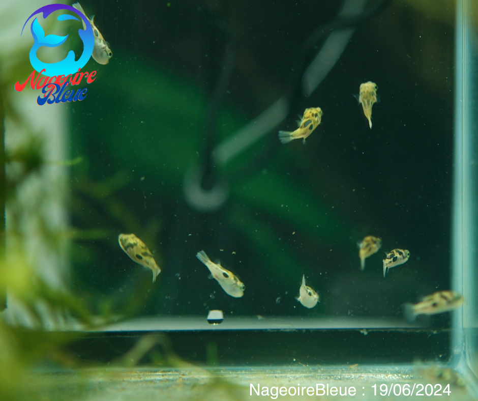 Poisson Puffer Nain (Pea Puffer) - NageoireBleue