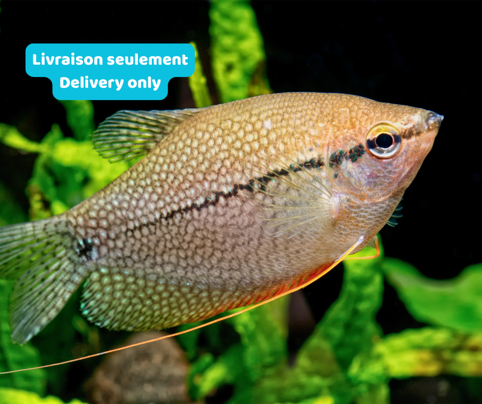 Gourami Perlé (Livraison seulement) - NageoireBleue