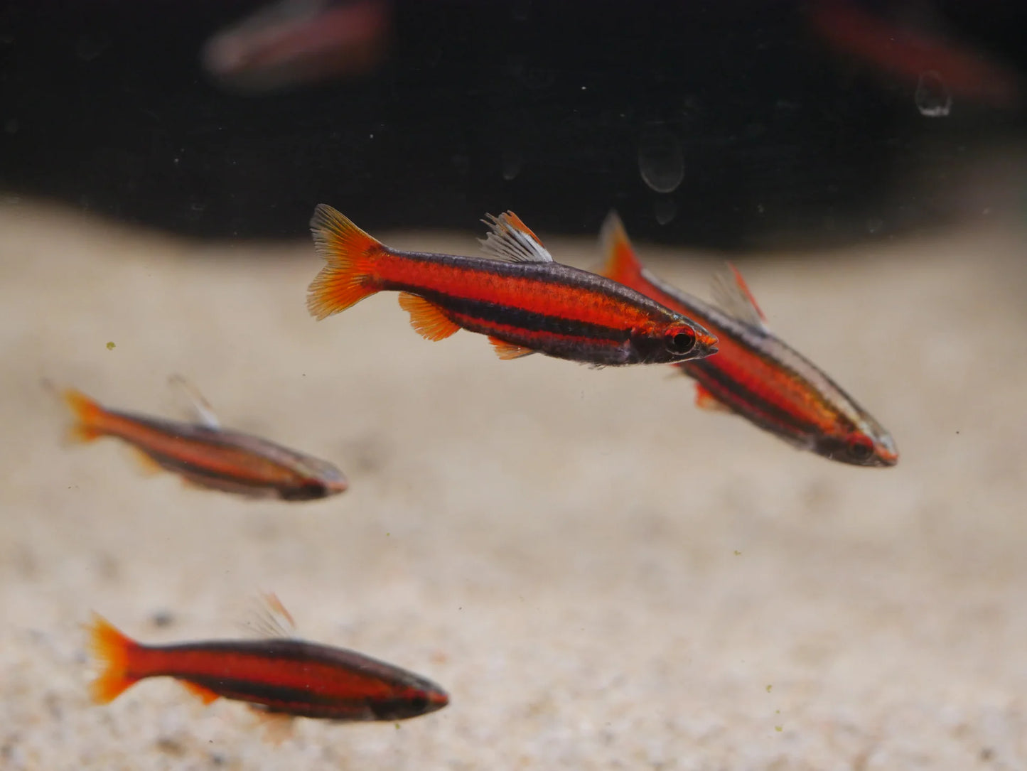Poisson-crayon corail rouge (Pencil fish) - NageoireBleue