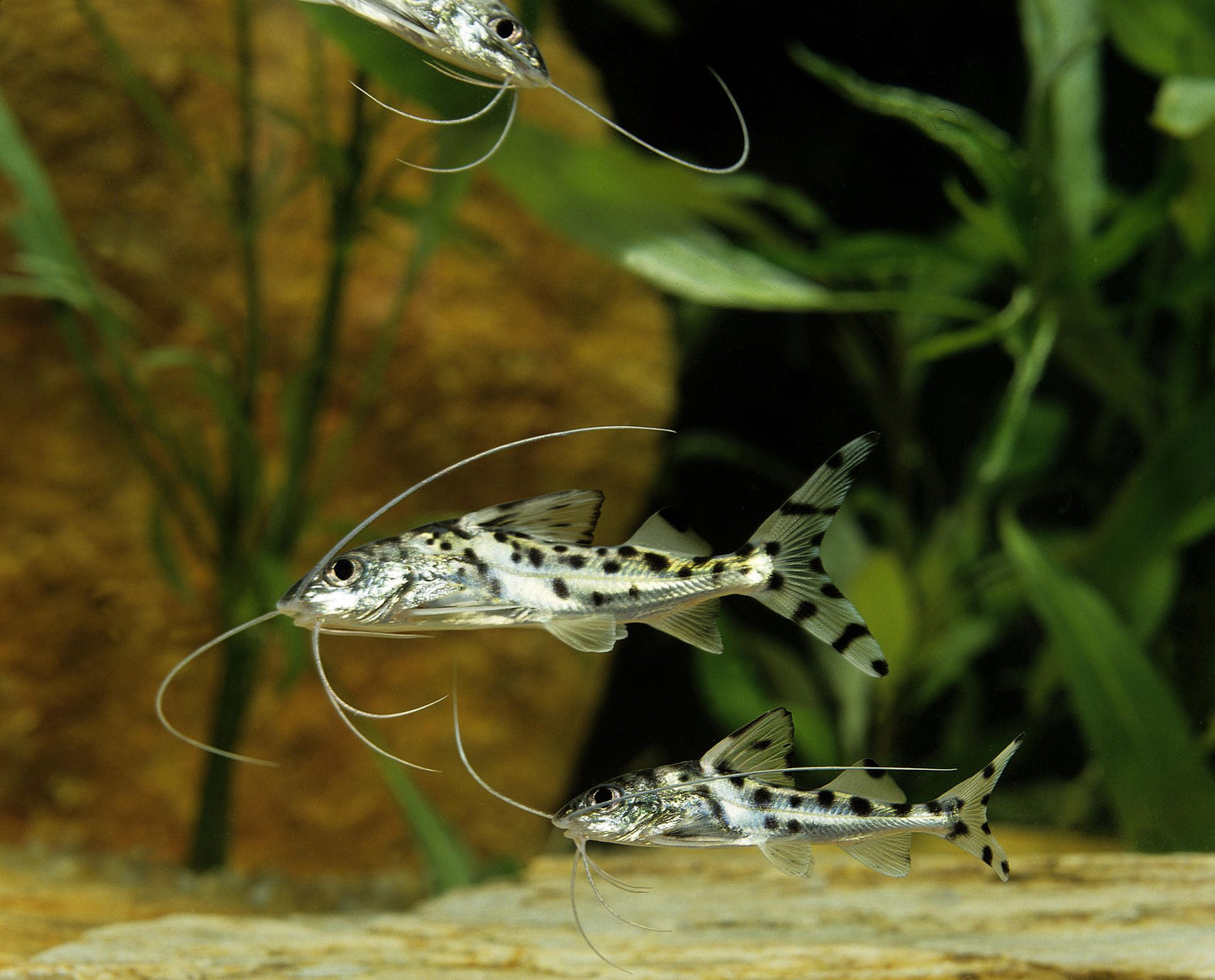 Poisson chat Pim Pictus - NageoireBleue