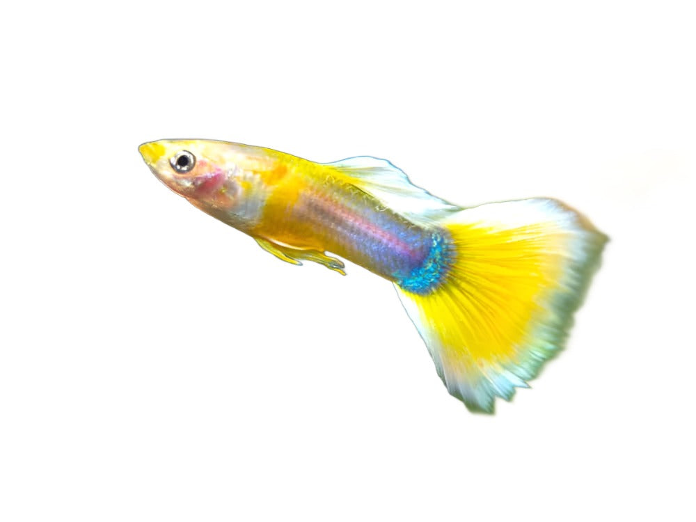Guppy Yellow Pingu Male/Femelle (Paire) - NageoireBleue