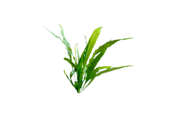 Combo Rasbora Kubotai Vert - NageoireBleue
