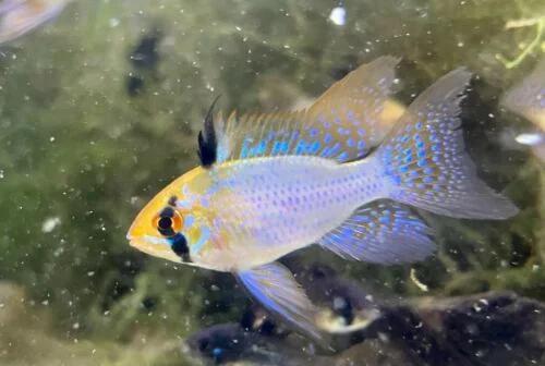 Platinum Ramirezi