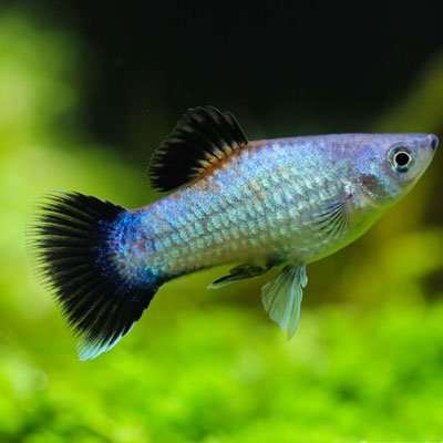 Platy "Wagtail" Bleue