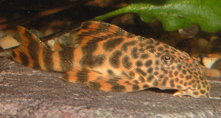 Pleco L147