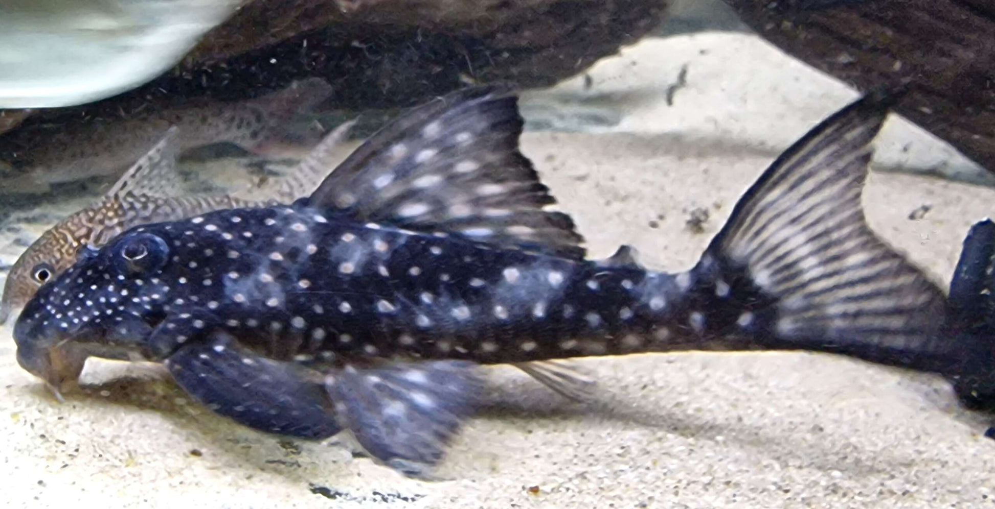 Pleco L-102 ( Large plus que 4 pouces ) - NageoireBleue