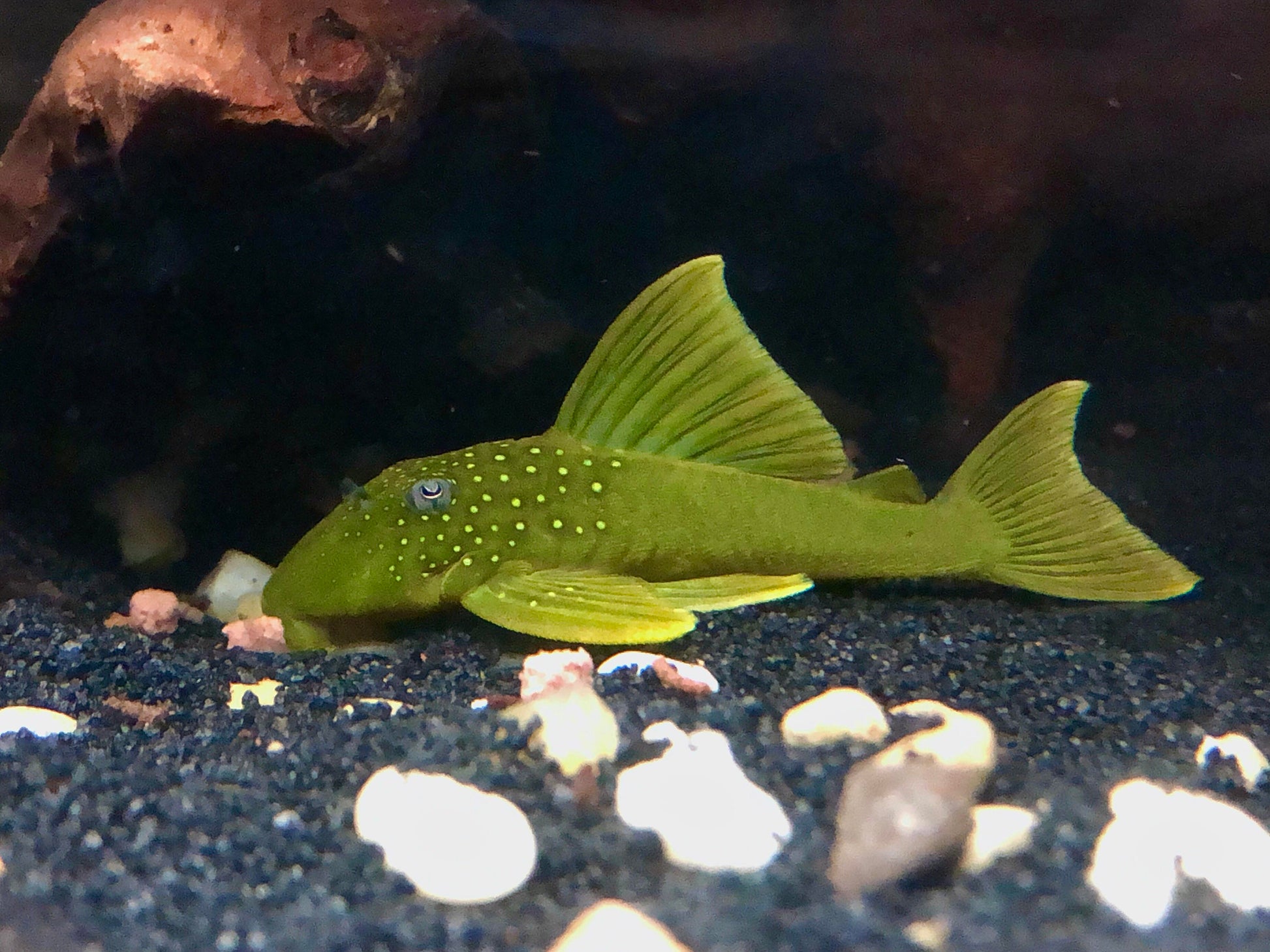 Pleco green L200 (LARGE) - NageoireBleue