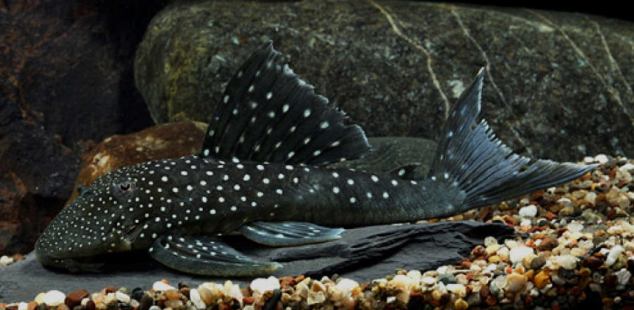 Pleco L476 - NageoireBleue
