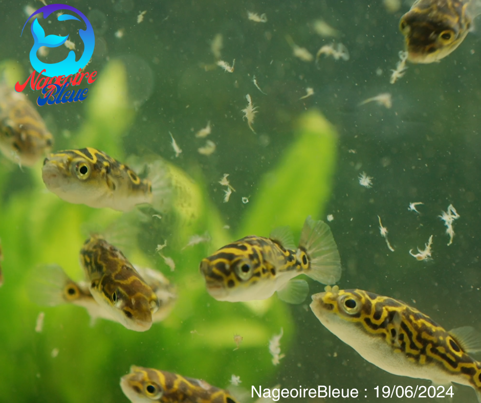 Puffer fish figure 8 - NageoireBleue