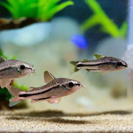 Cory Pygmy (Corydoras Pygmaeus) (NAIN)