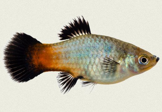 Platy "rainbow wagtail"