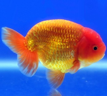 Ranchu Orange ou Orange/blanc (XL) - NageoireBleue