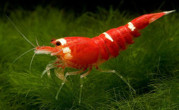 Crevette Caridina Crystal Super Rouge - NageoireBleue