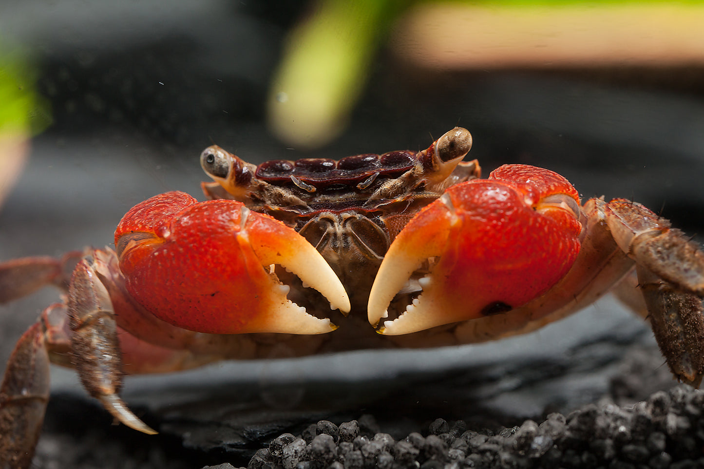 Crabe asiatique rouge - NageoireBleue