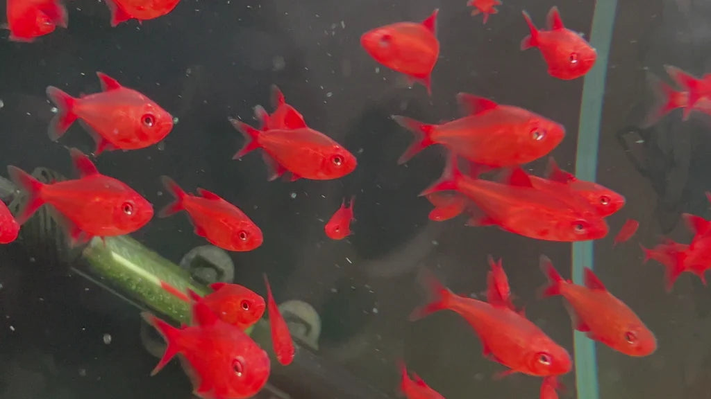 Cherry tétra super rouge (Red cherry tetra) (Disponible en magasin le dimanche 22 février 2026) - NageoireBleue