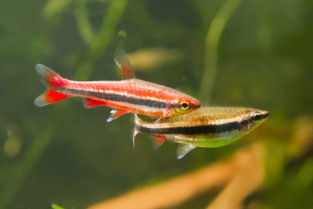 Poisson-crayon rouge (Red pencil fish)