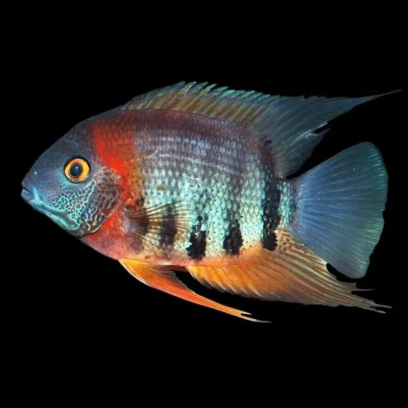 Severum "Red Neck" 3-4 pouces