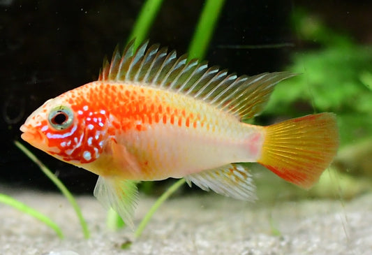 Apistogramma hongsloi doré rouge (paire) - NageoireBleue