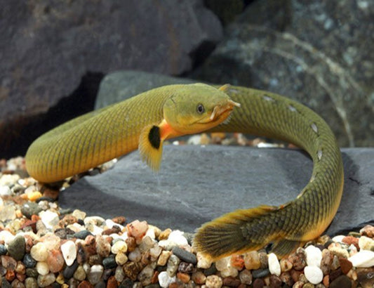 Poisson corde (Rope fish) - NageoireBleue