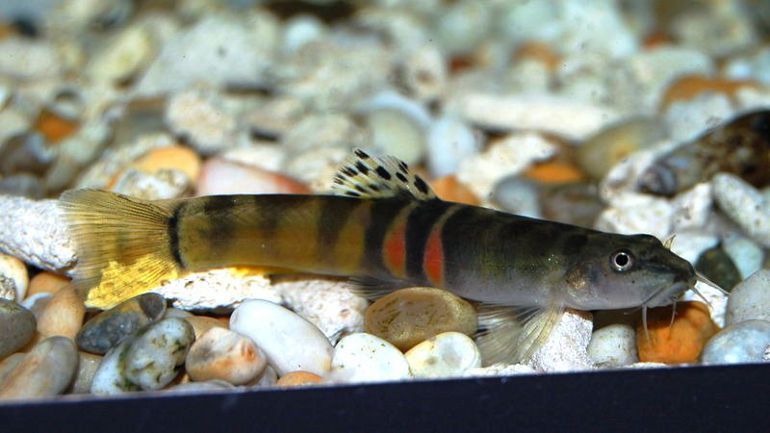 Loach Tri-Band (Schistura Balteata) - NageoireBleue