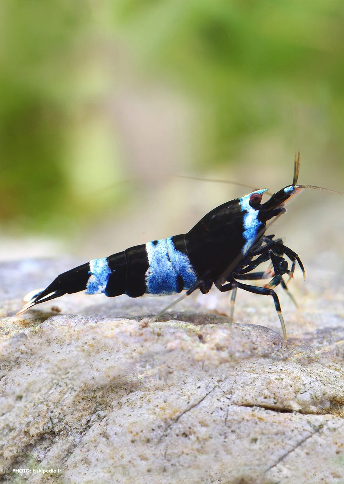 Crevette King Noir Shadow Panda - NageoireBleue