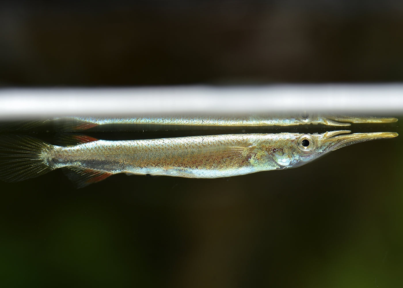 Silver Halfbeak blanc - NageoireBleue