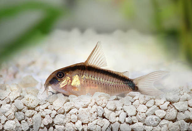 Corydoras Moufette
