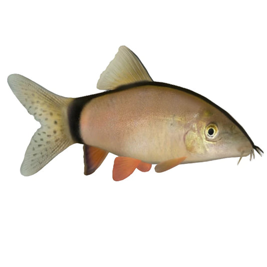 Loach Skunk - NageoireBleue