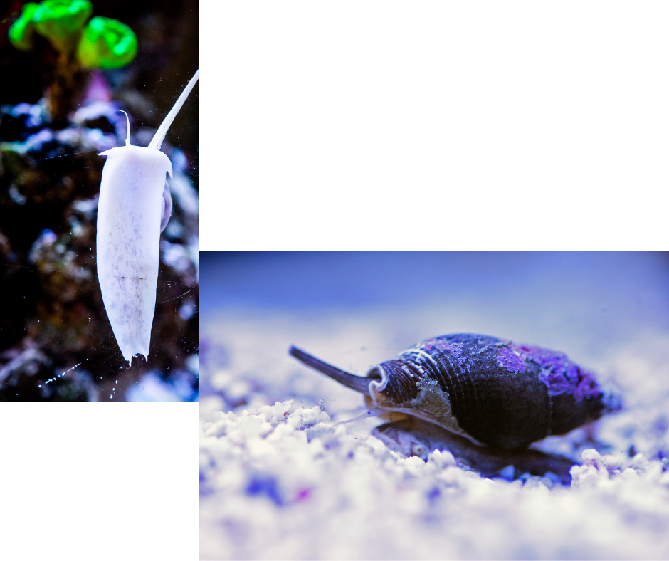 SAND CLEANER NASSARIUS SNAIL Nassarius Dorsatus - NageoireBleue