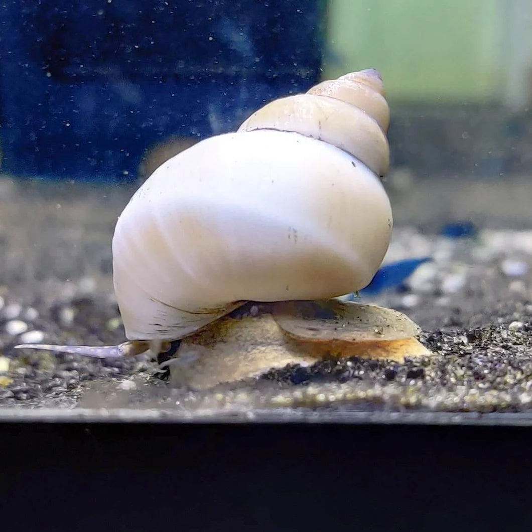 Vivipare de Martens (Filopaludina martensi)
