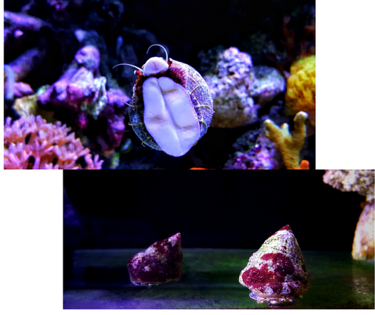 BANDED TROCHUS SNAIL Trochus Histri - NageoireBleue