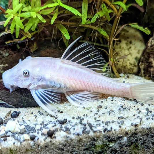 Ancistrus Snow White - NageoireBleue