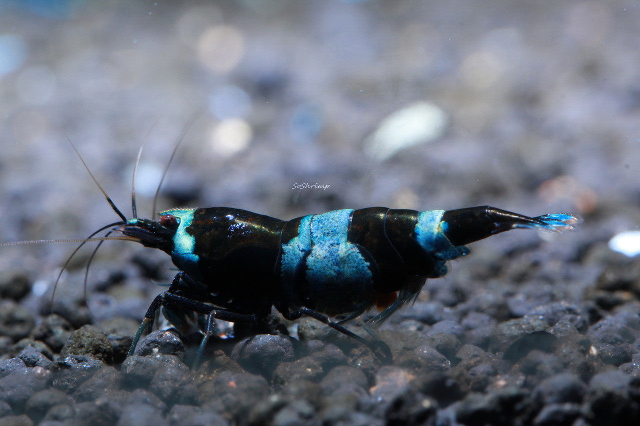 Crevette shadow Taiwan Panda - NageoireBleue