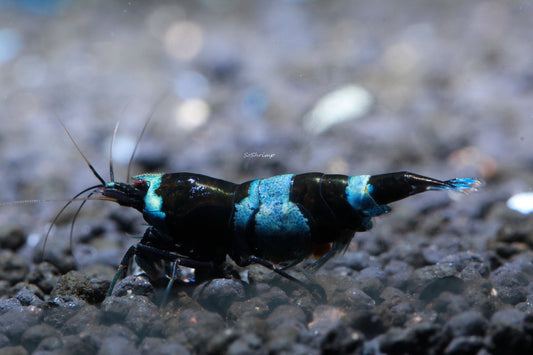 Crevette shadow Taiwan Panda - NageoireBleue