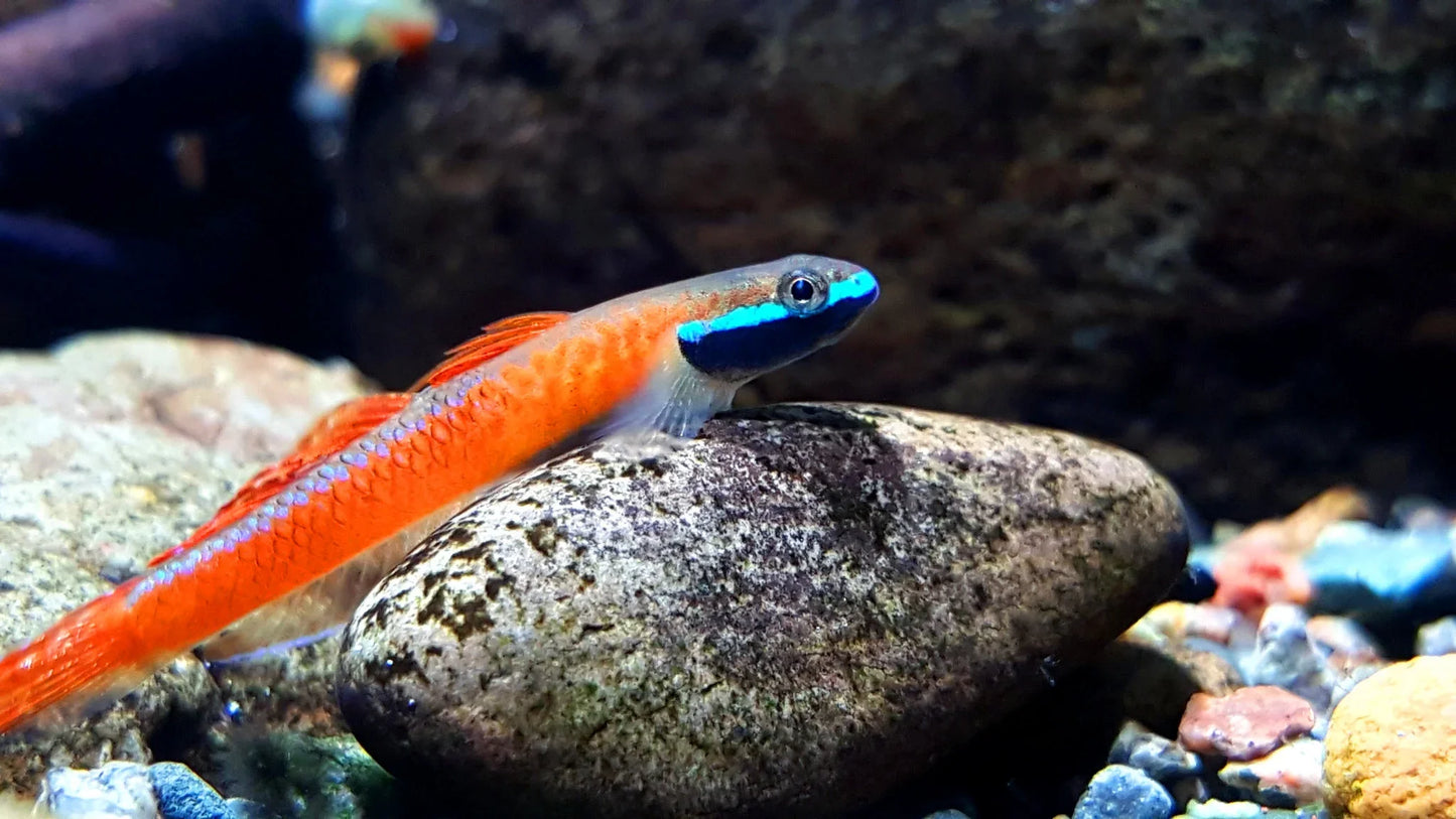 Annie’s Goby