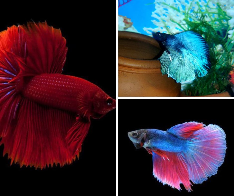 Betta Super Delta (Photo à titre indicatif, les couleurs peuvent varier) - NageoireBleue