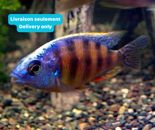 Cichlidé Taiwan Reef (Livraison seulement) - NageoireBleue