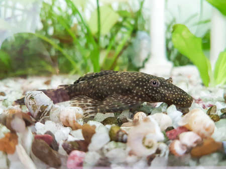 Ancistrus temminckii femelles