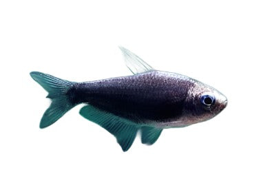 Tetra emperor Noir - NageoireBleue