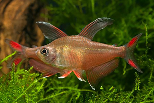 Tétra "Rosy Fin" (Livraison Seulement)