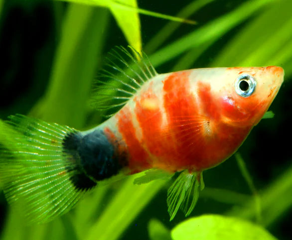 Platy tigre rouge - NageoireBleue