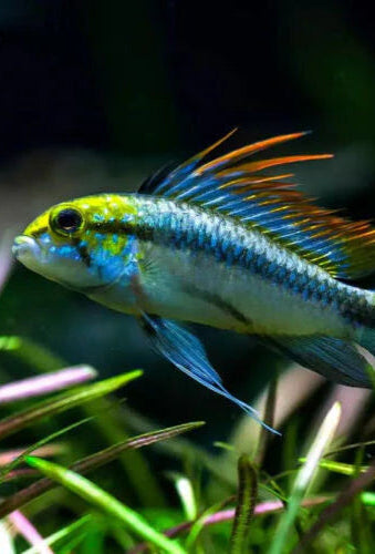 Apistogramma trifasciata (En paires) - NageoireBleue