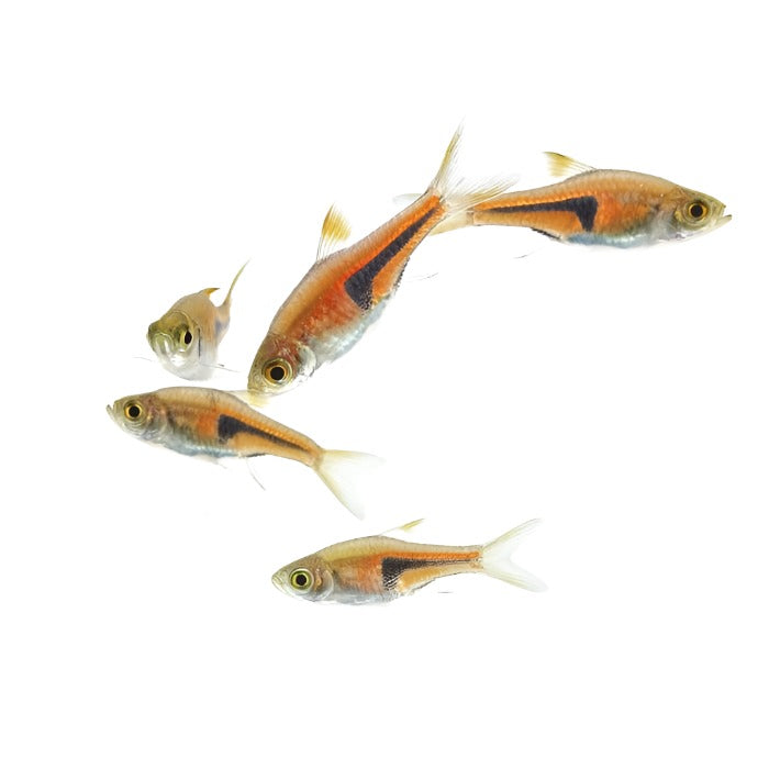Rasbora Espei - NageoireBleue